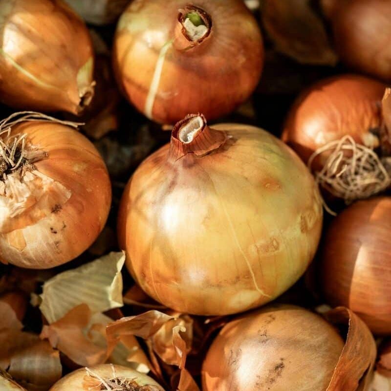 RootsBulbsTubersCard-1